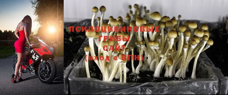 MEGA вход  как найти закладки  Геленджик  Псилоцибиновые грибы MAGIC MUSHROOMS 